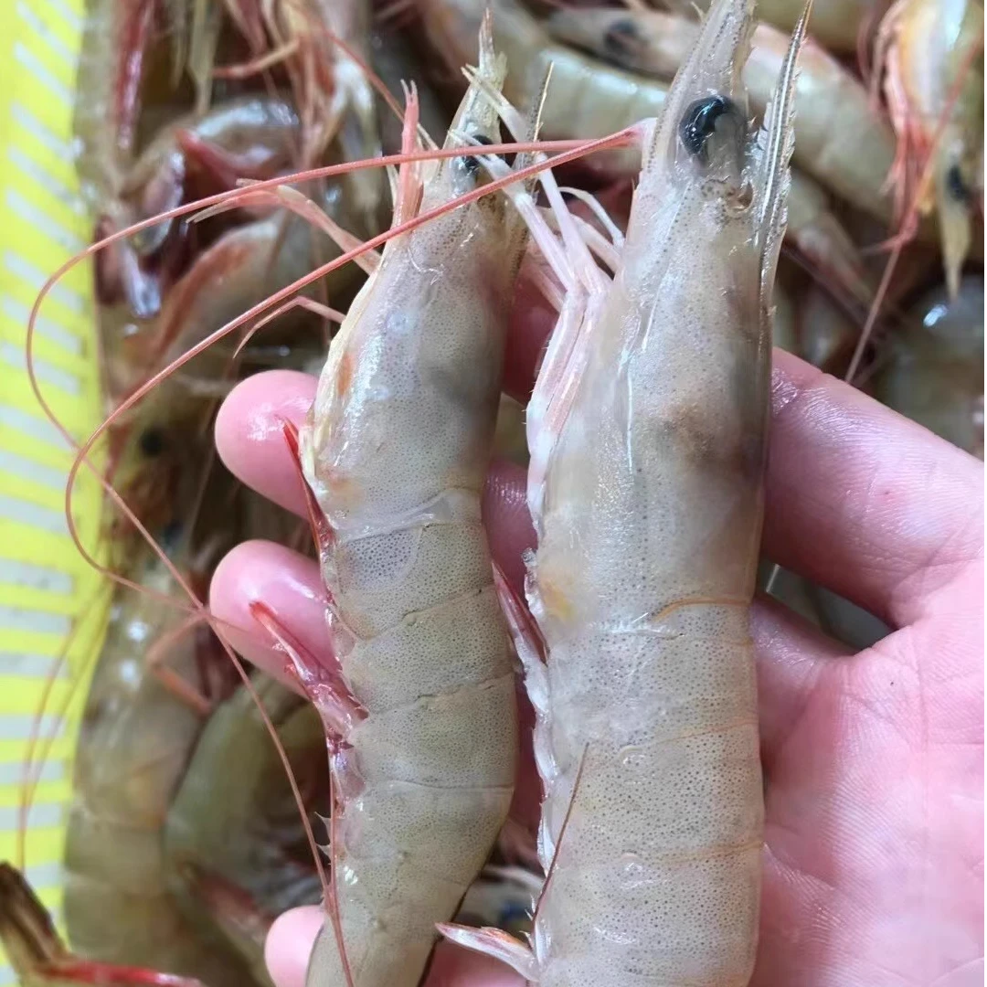 3斤净重野生海虾 顺丰(京东)冷链包邮