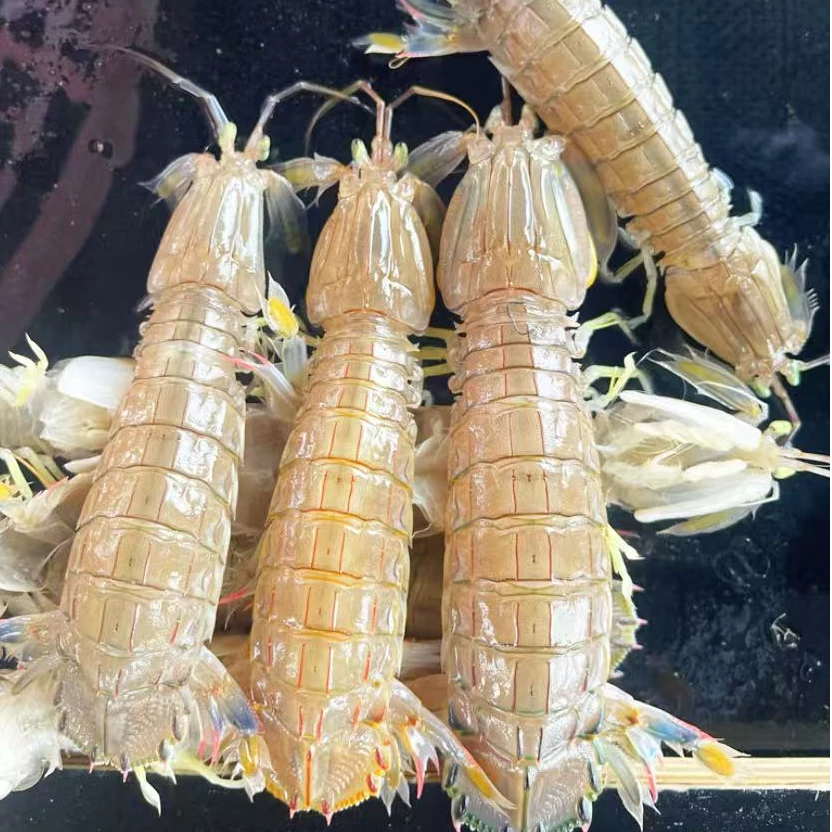 （省内）渤海湾深海虾爬子 皮皮虾 保鲜不保活