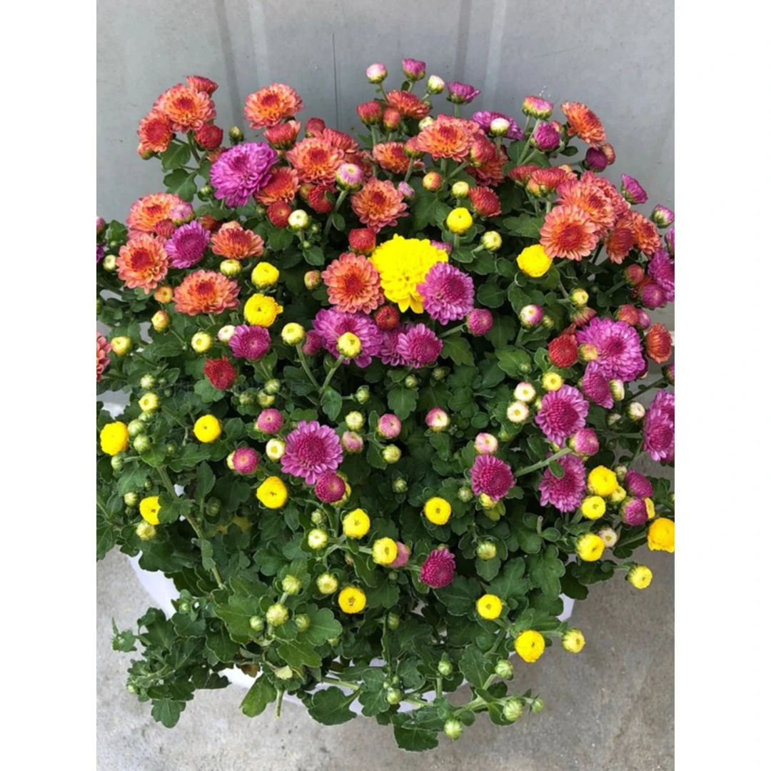 千头菊盆栽带花苞带花植物室外花园耐寒球菊花植物带盆糖果菊花卉