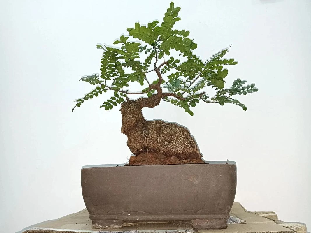 云南红芽清香木生熟桩