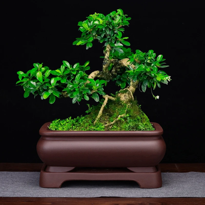 茶室花盆手工经典长方形带底座客厅招财透气盆景绿植简约榕树包邮