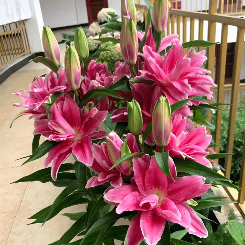 荷兰进口香水百合种球浓香大花耐寒耐旱多年生盆栽地栽南北绿植花
