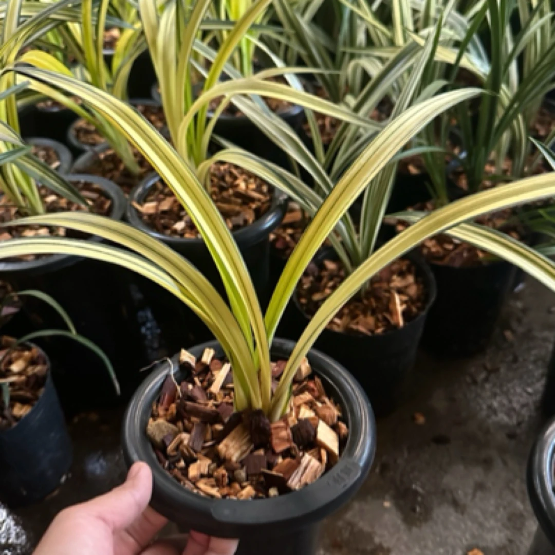 翔盛兰花墨兰南阳之松中透艺草兰花绿植盆栽2苗发货