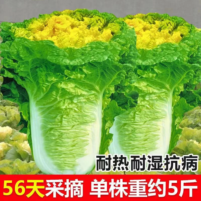 拍3送1早熟大白菜北京小杂56白菜种子易种植阳台庭院花盆蔬菜种子