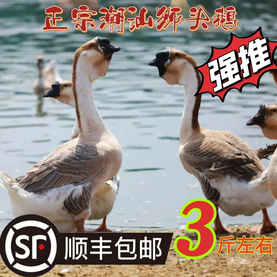 【3斤挂脖】正宗特大种狮头鹅肉质鲜美顺丰直达