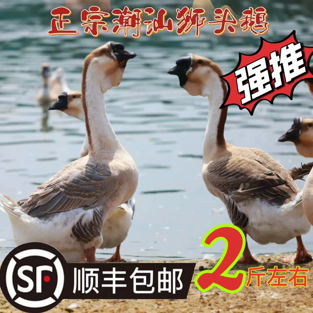2-3斤正宗特大种狮头鹅潮汕狮头鹅肉质鲜美顺丰直达