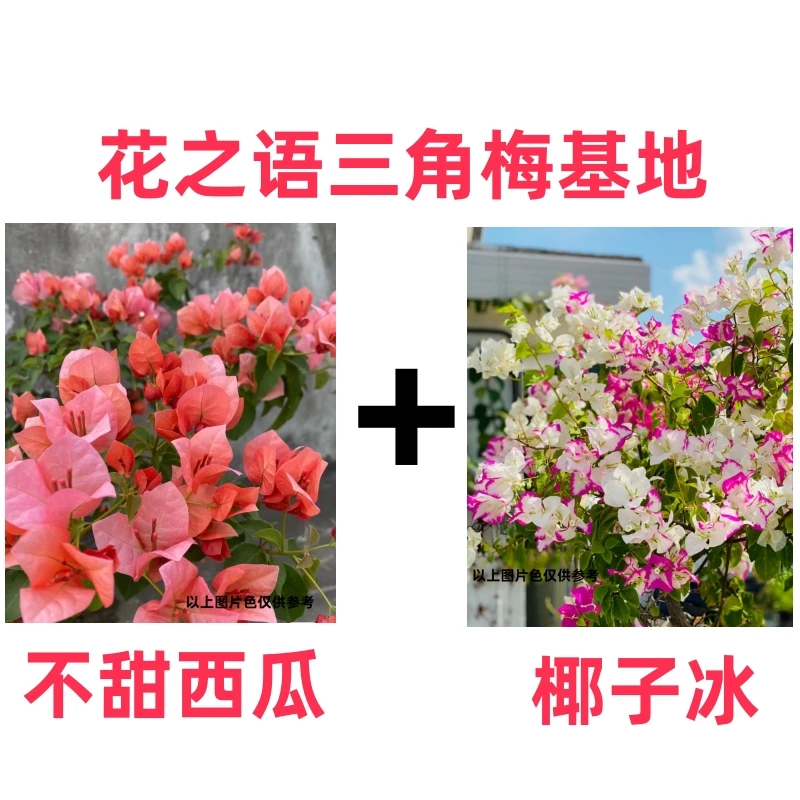 【椰子冰+不甜西瓜】源头基地 到手2棵勤花三角梅垂钓爬藤（不带花）