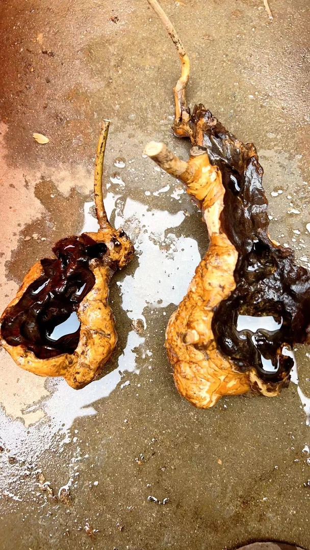 黄荆 黄栌盆景素材一物一拍私拍随机发货