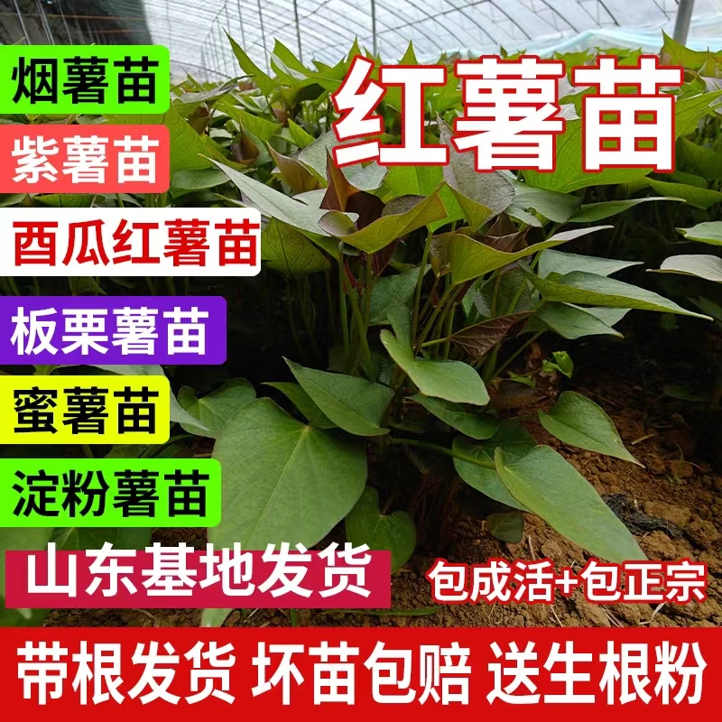 【拒绝假苗】红薯苗蜜薯苗地瓜苗紫薯番薯苗批发红薯种苗红薯秧苗