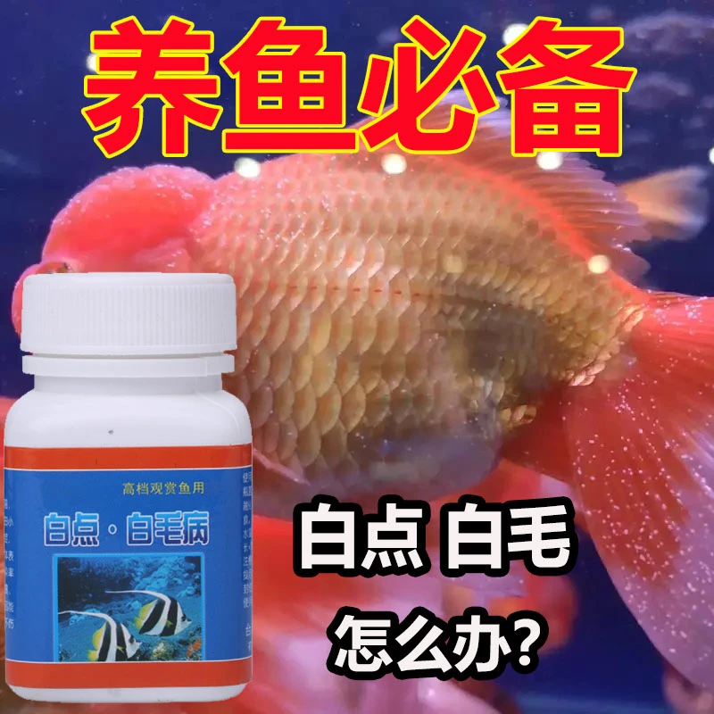 鱼白点白毛50g/瓶  鱼身上白点白毛