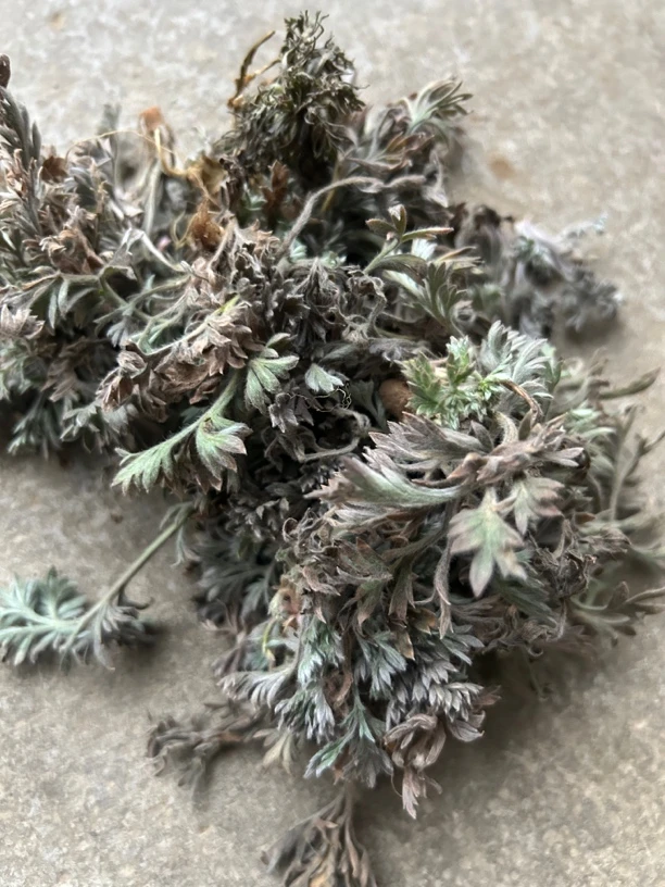 农家 现挖野生鲜白蒿 鲜茵陈