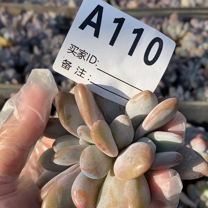 红陶20CM（含）-50CM（不含）威****糖