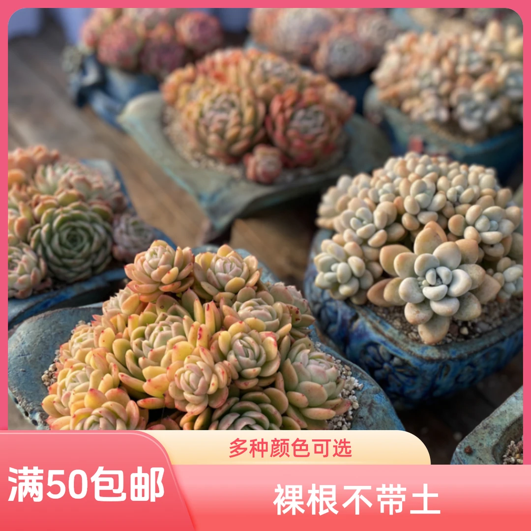 小园多肉植物 一物一拍 满50包邮