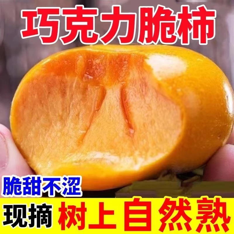 现摘山西阳丰巧克力脆柿10斤5斤3斤新鲜水果脆柿子冰糖心硬柿子