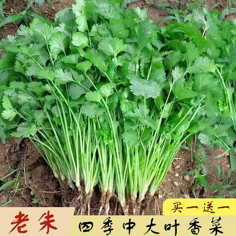 【老朱推荐】四季高效中大叶香菜种子农家阳台盆栽耐热耐寒香菜籽