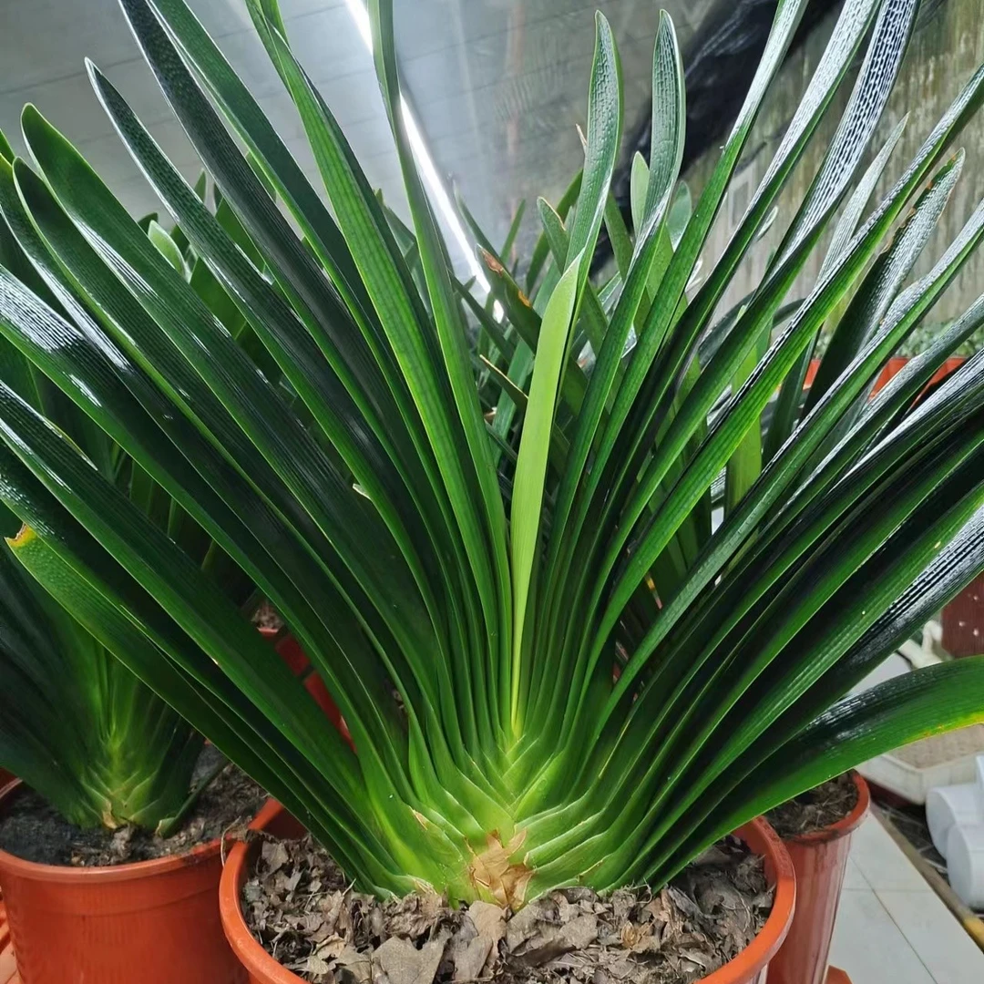 兰琪儿君子兰兰苑