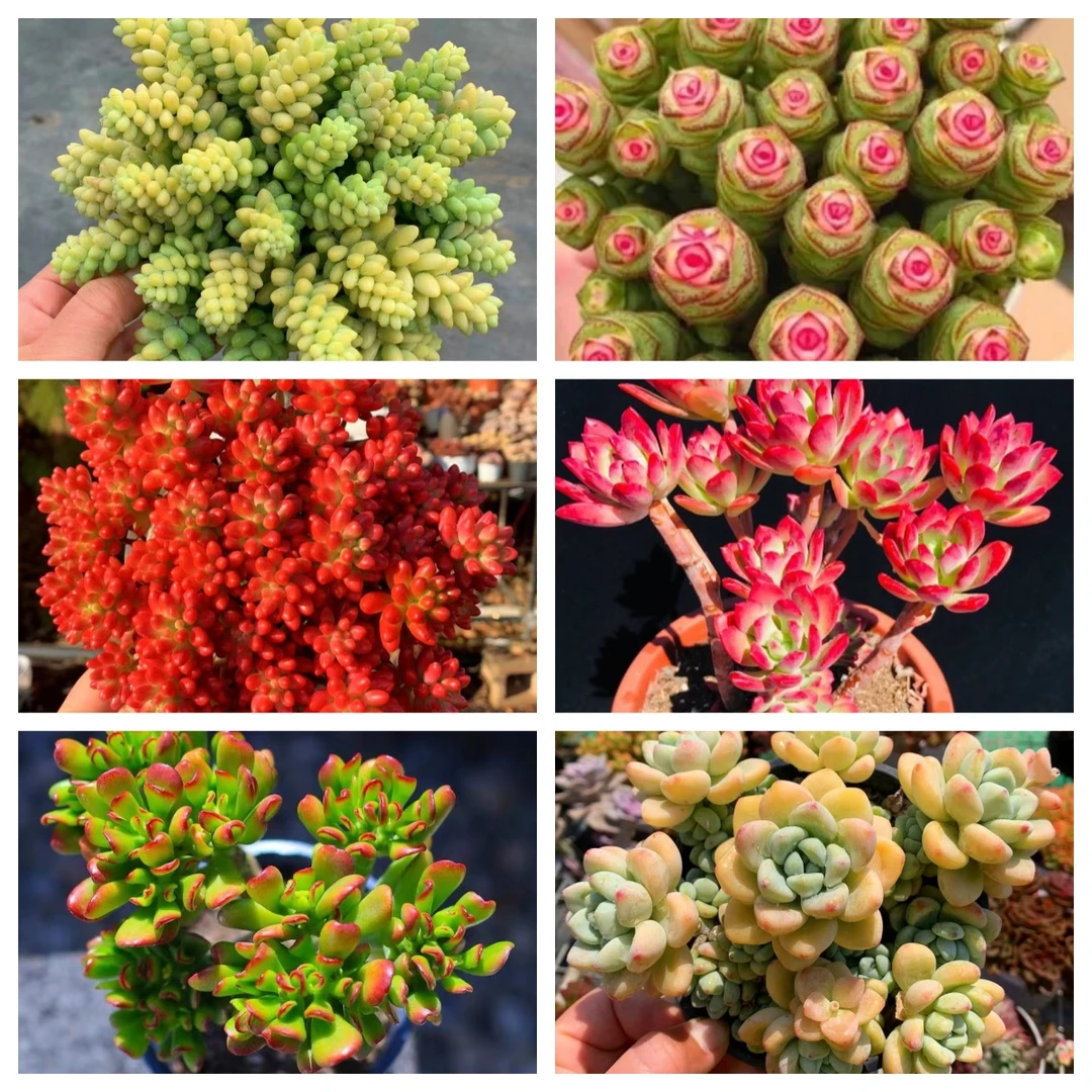 Q福利组合39.9 云南精品多肉植物耐旱带盆土发货 好养易爆崽