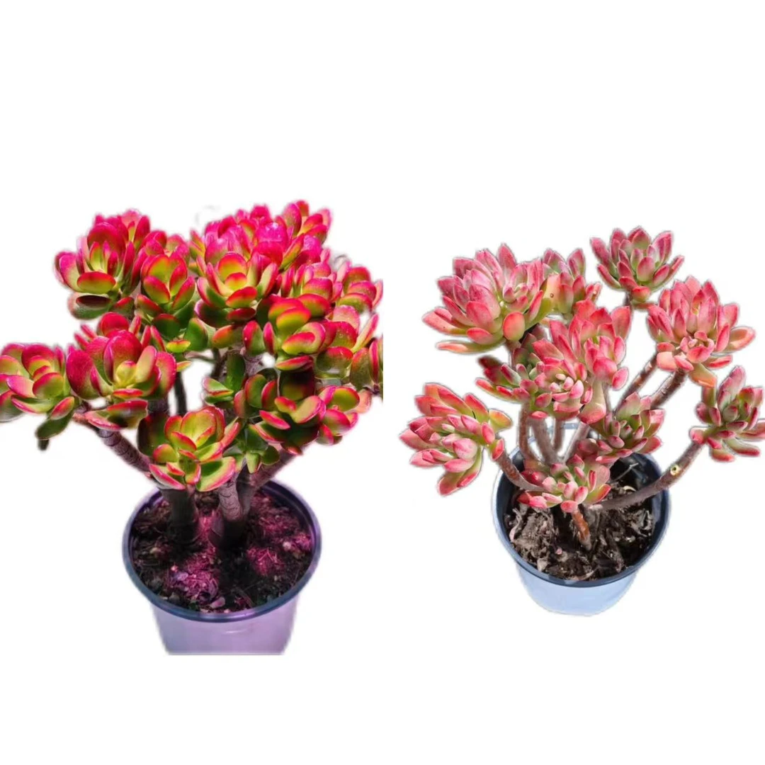 X好运莲莲+摇钱树云南精品多肉绿植带盆土发室内室外好养耐寒耐旱