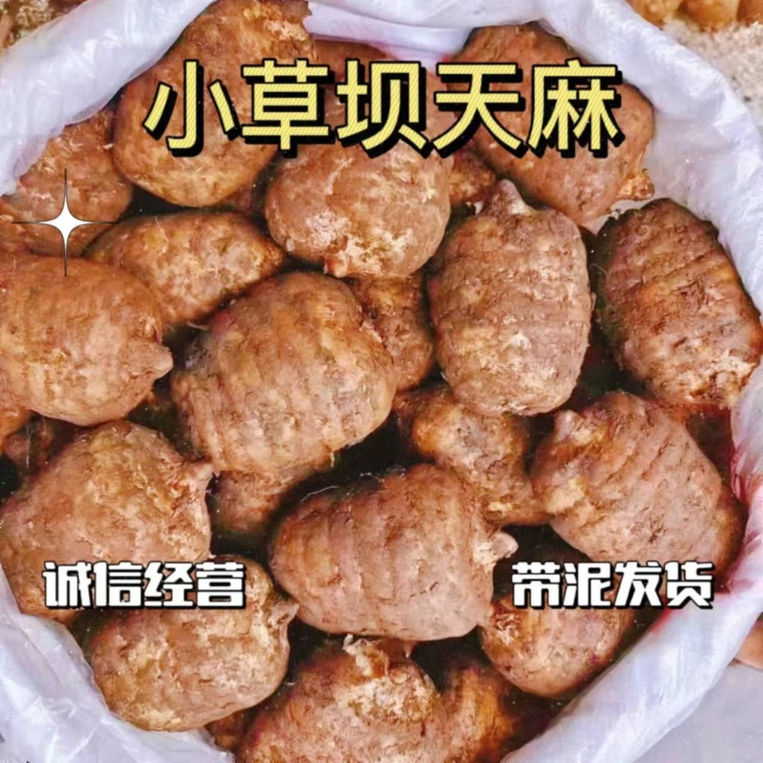 正宗新鲜湿乌天麻云南昭通小草坝仿野生炖汤泡酒营养丰富产地直销