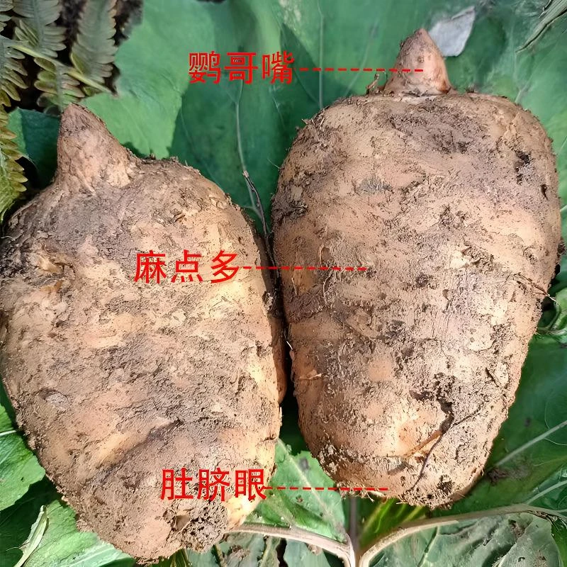 新鲜湿生天麻云南昭通彝良小草坝仿野种植现挖现发煲汤泡酒土特产