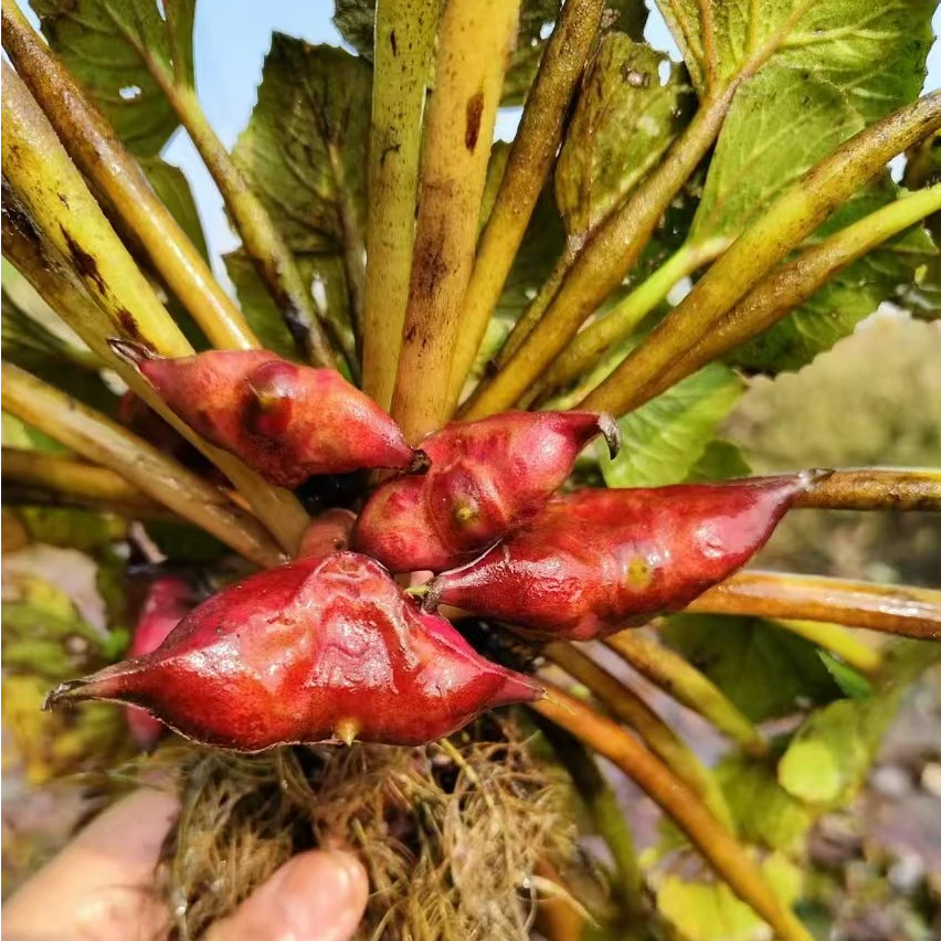 早熟红菱角种子高产青菱角种子池塘水生植物蔬菜种植青菱角红菱角
