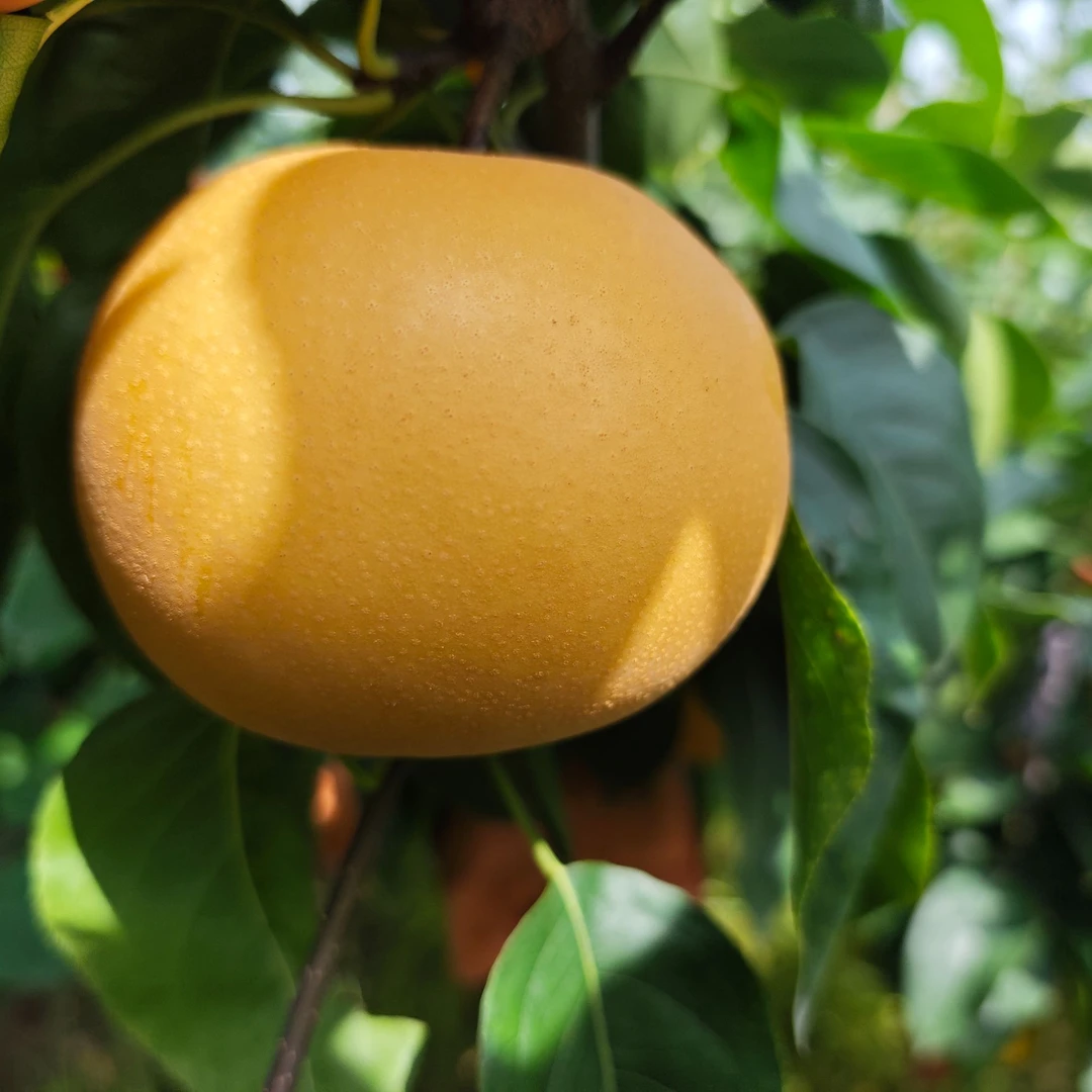 （简装）山东秋月梨 现摘新鲜中大果4.5-5斤4-6枚（按重量足，不论个）