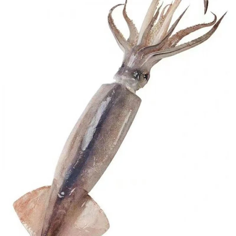 《直播》真鱿本地冷水海域鱿鱼野生海捕3斤/包日照顺丰发6条左右