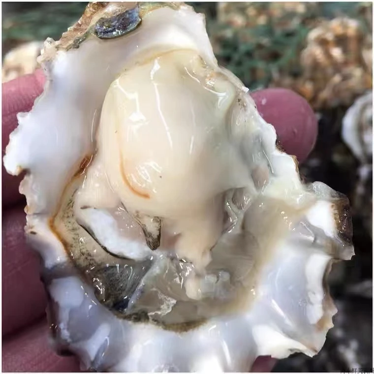 笨生蚝海蛎子（大小通货）非三倍体5斤35-40左右 嫌小不拍 清蒸水煮