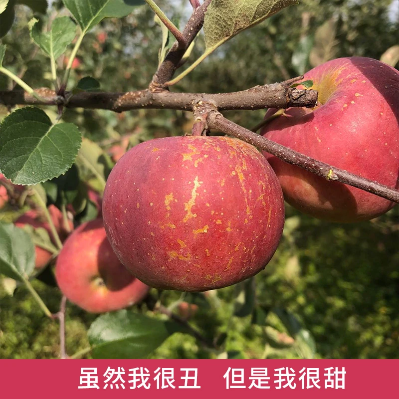 【中果】四川大凉山盐源丑苹果发净重8斤 中果70-80mm 24个以内
