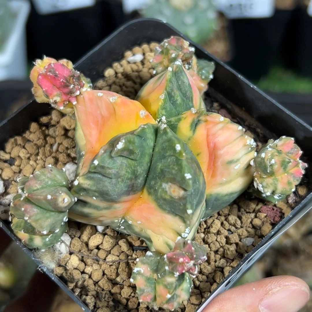 晨*149仙人球的故事