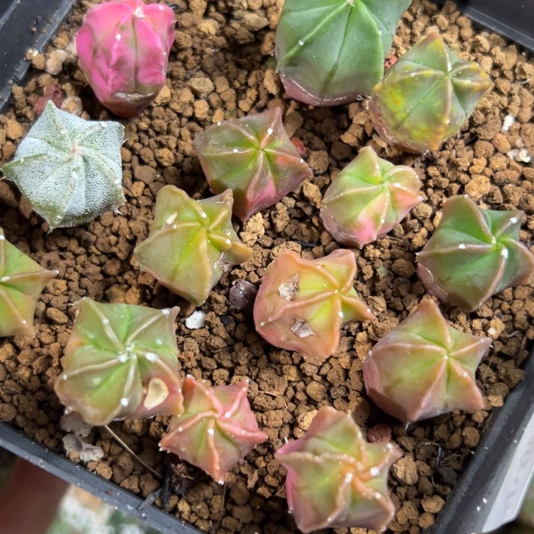 ?****814仙人球的故事