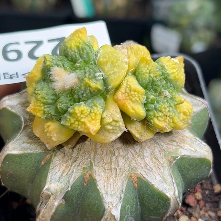 229仙人球的故事是什么