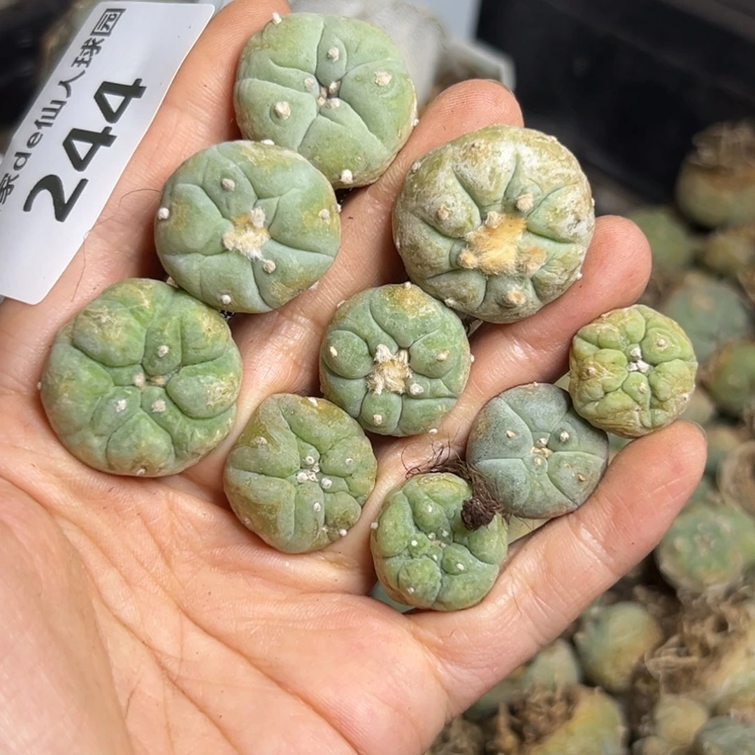 一*鼎244夏日我要去