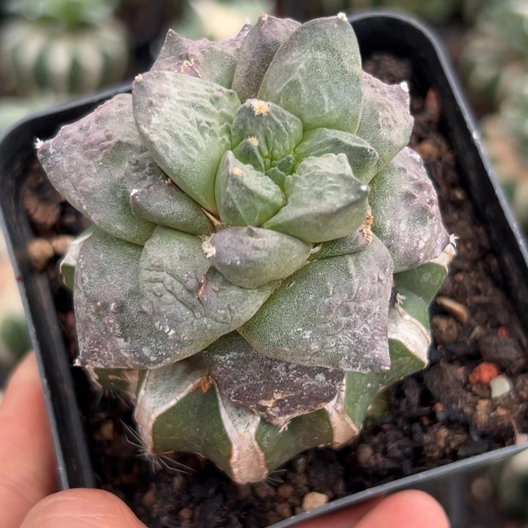 649邪恶去，我的小