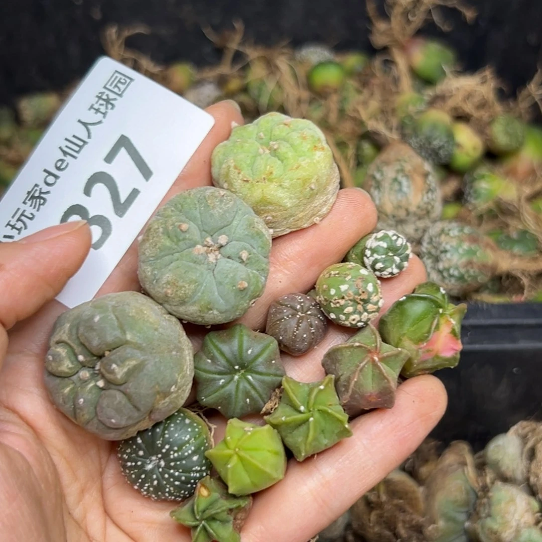 徐****油327仙人球的故事