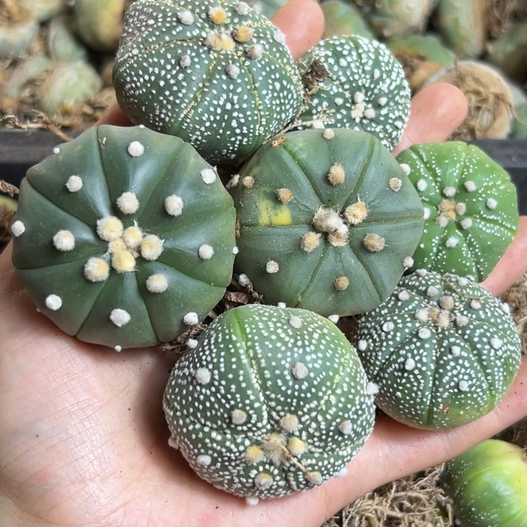 巨**?666仙人球的故事