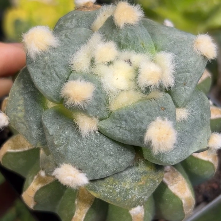 596仙人球的故事是什么