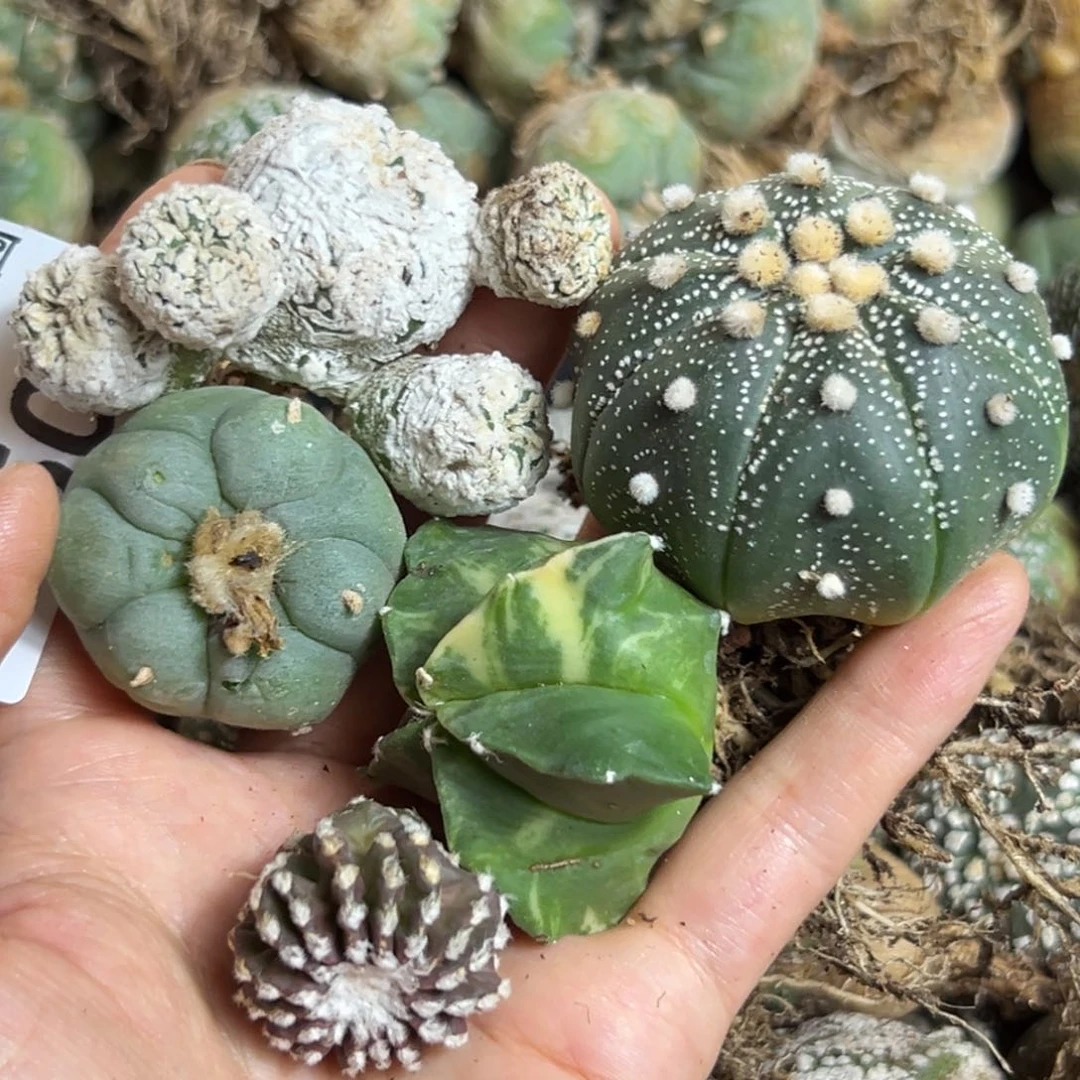 丑*650仙人球的故事