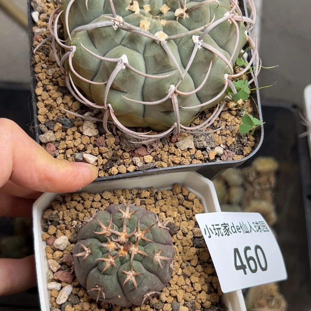 460仙人球的故事