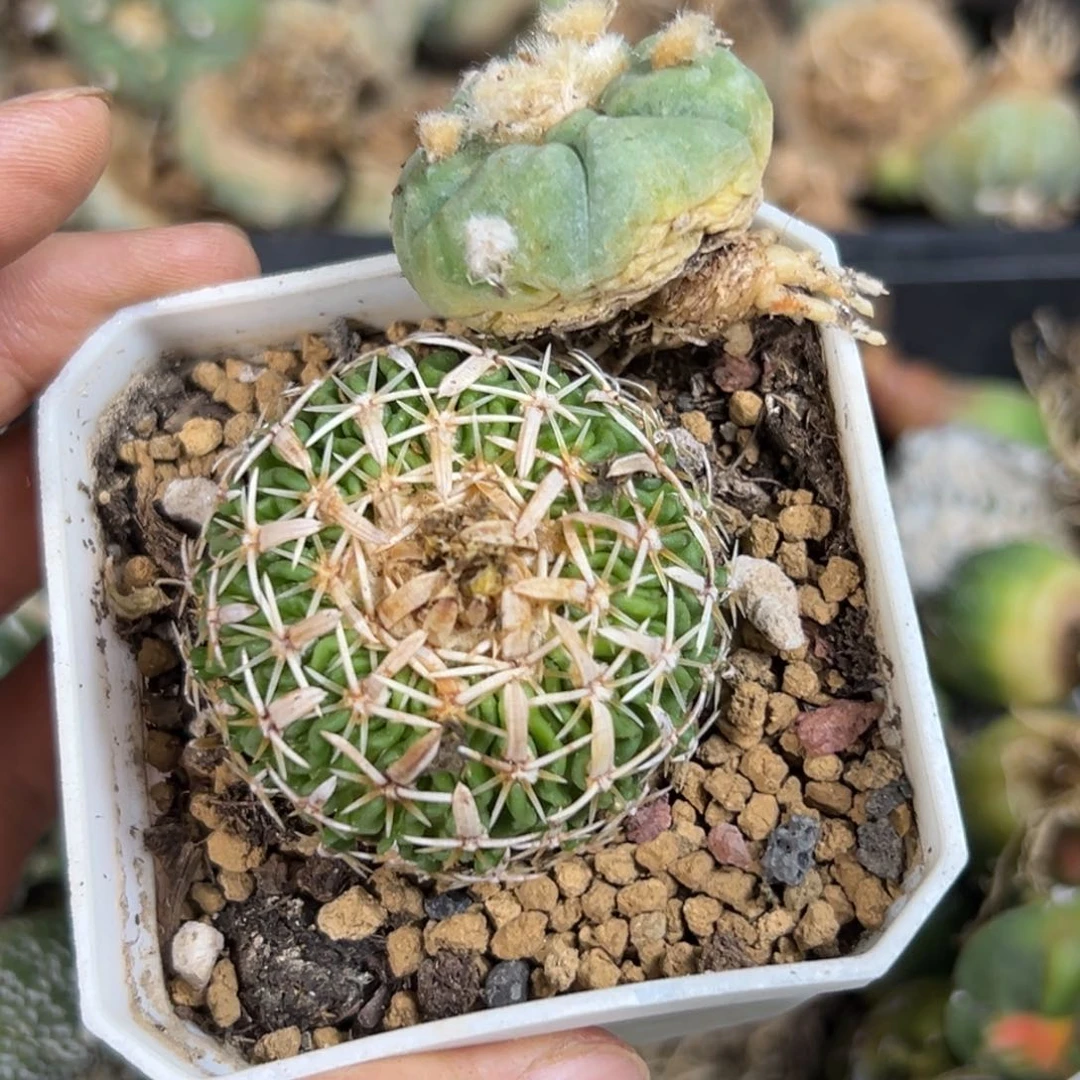 量拍 太刀自根 799