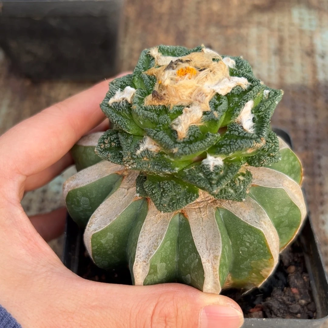 446仙人球的故事是什么