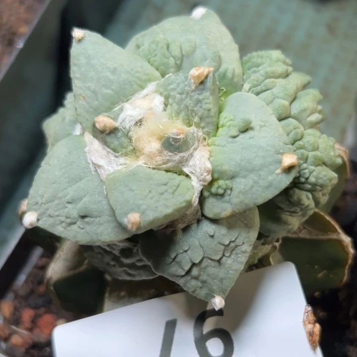 我****97仙人球的故事是