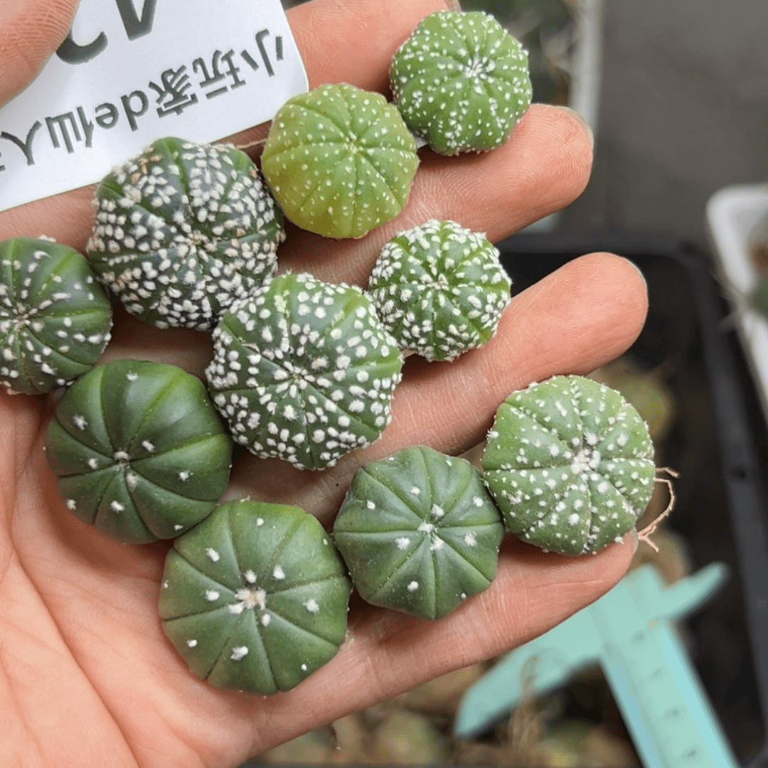 420仙人球的故事是