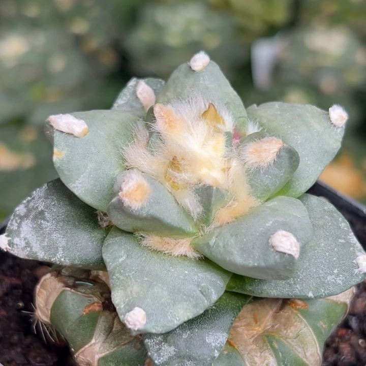 934仙人球的故事是什么