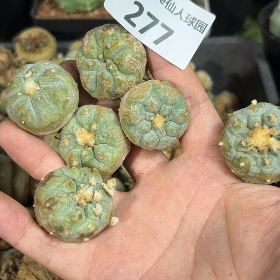 木*果277仙人球的刚刚