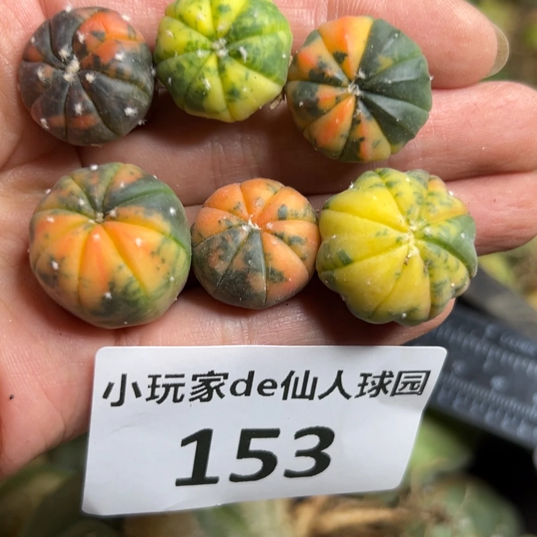 仙人球的故事153