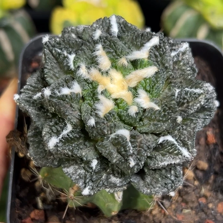 628仙人球的故事是