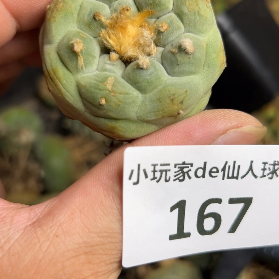 167仙人球的故事是