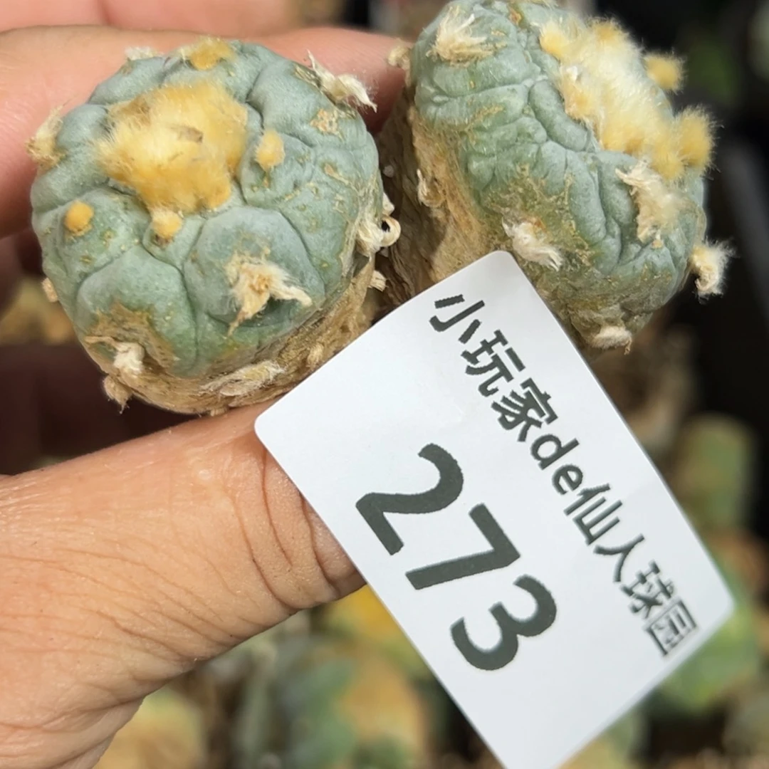 观*星273仙人球的故事