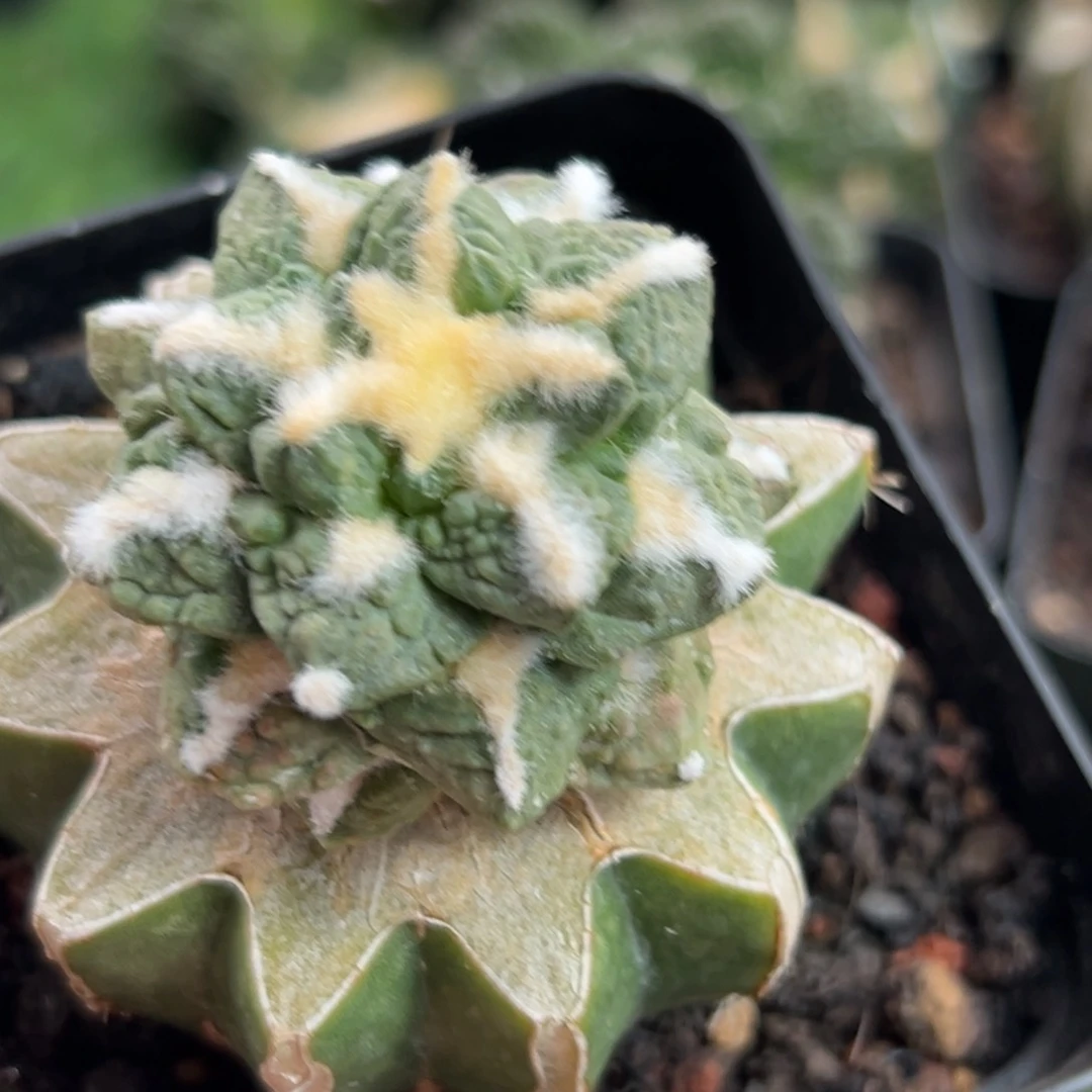 337仙人球的故事